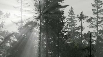 forêt nordique brumeuse tôt le matin avec brouillard video