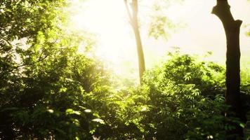 Sonnenstrahlen im nebligen grünen Wald video