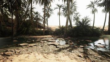 estanque y palmeras en un oasis en el desierto video