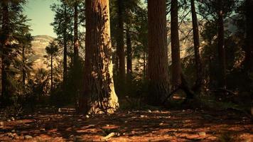 Riesenmammutbäume im Sequoia National Park in Kalifornien USA