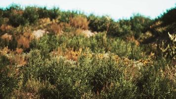 dunes de plage avec de longues herbes video