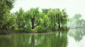 8k pond of city Central Park in summer day video