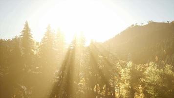 8k Rays of the Sun Make their Way through the Branches video