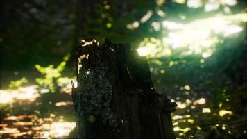 Sunlight rays pour through leaves in a rainforest video