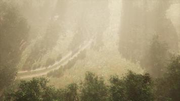 chemin de terre à travers la forêt de feuillus dans le brouillard