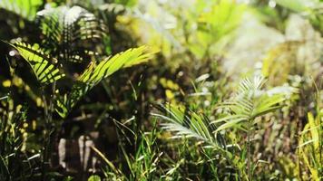 close-up natureza tropical verde folhas e grama video