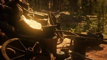 Vorbereitung von Brennholz für den Winter im Wald bei Sonnenuntergang video