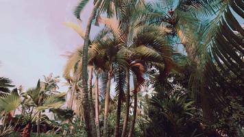 palmeiras tropicais e plantas em dia ensolarado video