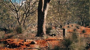 australisk buske med träd på röd sand video