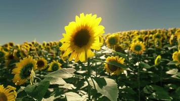 beautiful field of blooming sunflowers against sunset golden light video