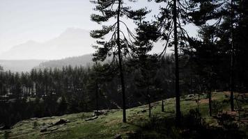 Pine tree forests at the base of mountain in sunny day of summer video