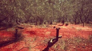 Cerca de limite de fazenda rural em mau estado e grama seca longa e morta video