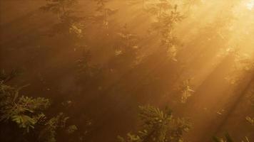 Luftsonnenstrahlen im Wald mit Nebel