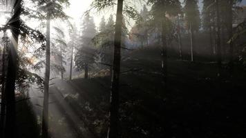 bosque de mal humor tranquilo en niebla brumosa por la mañana video