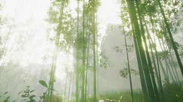 bamboo trunks and sunlight shines through the walls of the plant and fog video