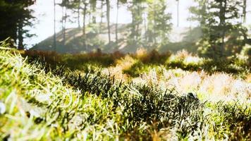 trees with shadows in forest against of sunshine video