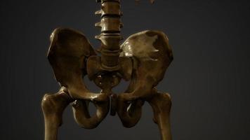 Knochen des menschlichen Skeletts video
