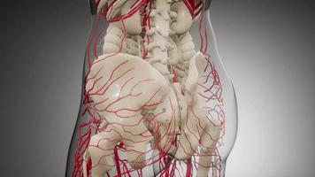 vaisseaux sanguins du corps humain