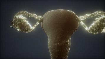 anatomie van het vrouwelijke voortplantingssysteem video