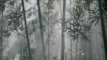 bosque de bambú asiático con clima de niebla matutina video