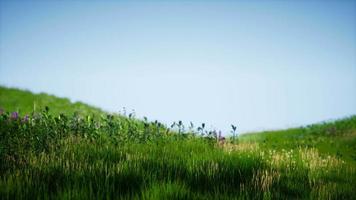 campo de hierba verde fresca bajo un cielo azul video