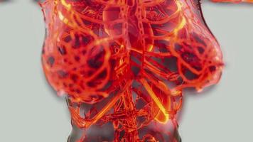 analysis of human blood vessels anatomy scan video