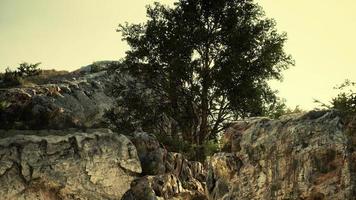 grande albero con formazioni rocciose sul fianco della montagna video