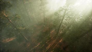 Drone breaking through the fog to show redwood and pine tree video