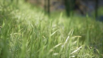 8k ljust vårgräsfält med solljus
