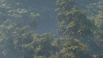 dimma täckt djungel regnskog landskap video