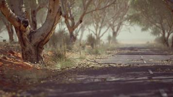 strada aperta in australia con alberi a cespuglio video