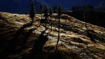 arbres sur prairie entre coteaux avec forêt de conifères video