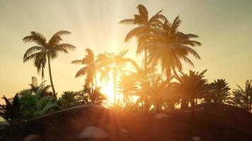 Sunset Beams through Palm Trees