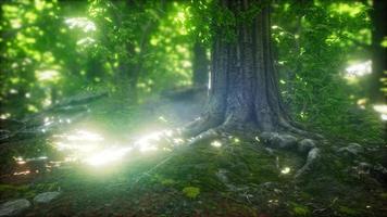 luz do sol na floresta verde