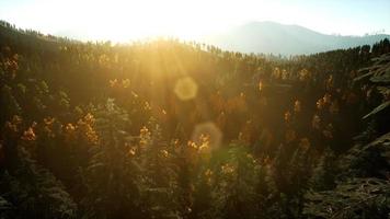 Vôo de vista aérea de drone sobre floresta de pinheiros na montanha ao pôr do sol