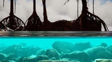 acima e abaixo da superfície do mar perto de árvores de mangue