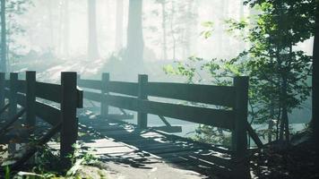 wooden bridge into forest with river video