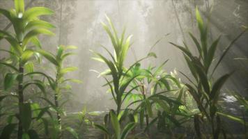 Sun shining through trees and fog in a tropical river video