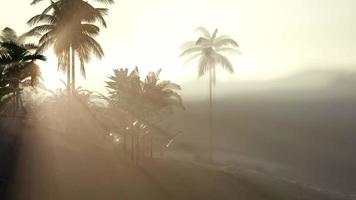 Coco palm trees tropical landscape video