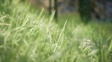 champ d'herbe de printemps lumineux 8k avec la lumière du soleil