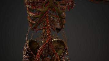 anatomía de los vasos sanguíneos del cuerpo humano video