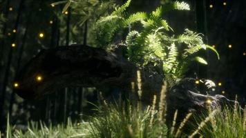 horizontally bending tree trunk with ferns growing, and sunlight shining video