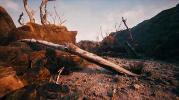 droge dode boomtakken en bergrug video