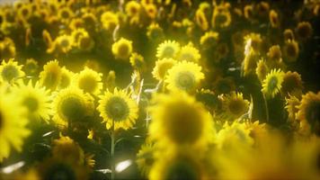8k Sonnenblumen, die im Spätsommer blühen