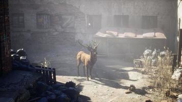 cerfs sauvages dans les rues de la ville abandonnée video