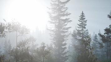 dimmig nordisk skog tidigt på morgonen med dimma video