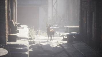 Wild deer rooming around the streets in abandoned city video