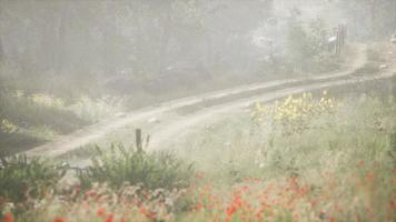 Sunbeams entering coniferous stand on a misty summer morning video