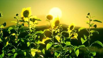 grote mooie zonnebloemen bij zonsondergang video