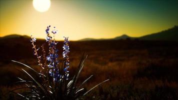 flores silvestres nas colinas ao pôr do sol